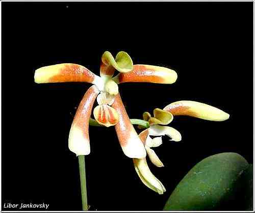 Phalaenopsis fuscata